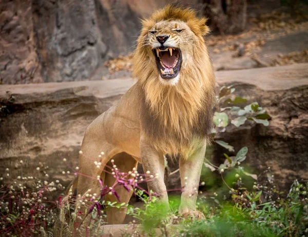 Löwenmännchen Brüllen Stehen Auf Der Natürlichen Seite Des Zoos — Stockfoto