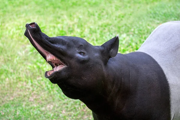 Tapir hayvanat bahçesinde eylem.