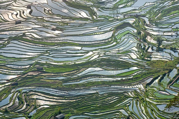 Красота Рисовых Террас Юань Китай — стоковое фото