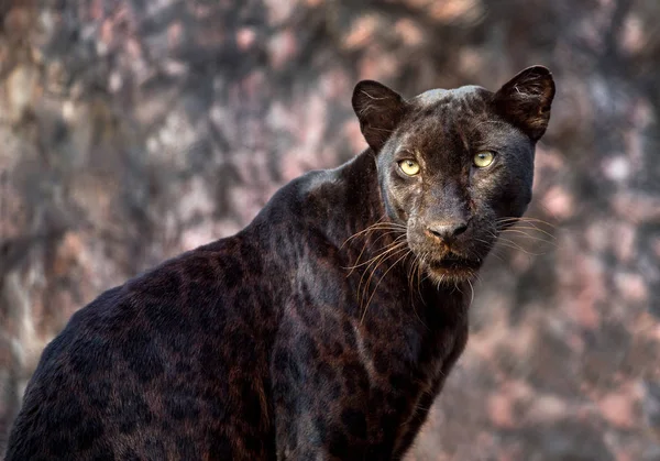 Pantera Leopardo Atmosfera Natural — Fotografia de Stock