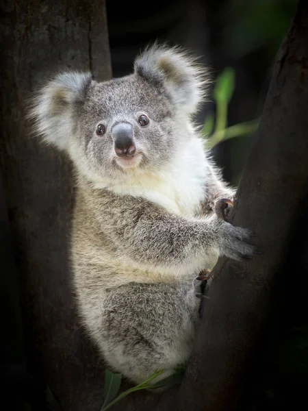 Bebek koala ayısı bir ağaçta oturuyor.