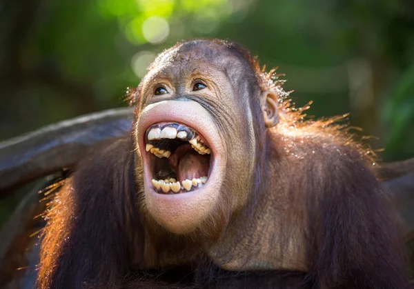 Orangutan Jest Śmiejąc Się Radośnie — Zdjęcie stockowe