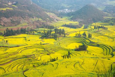 Hardal Lou Xiaoping, Çin alan.