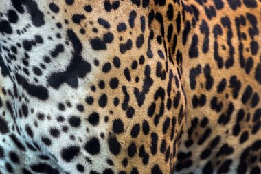 Cilt ve leopar desen.