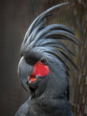 Siyah bir Kakadu portresi.
