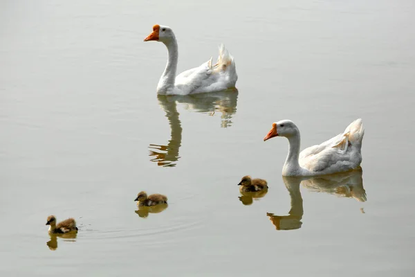 White Goose Baby Het Water Van Lake — Stockfoto