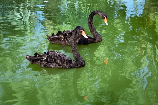 Schwarzer Schwan Seewasser — Stockfoto