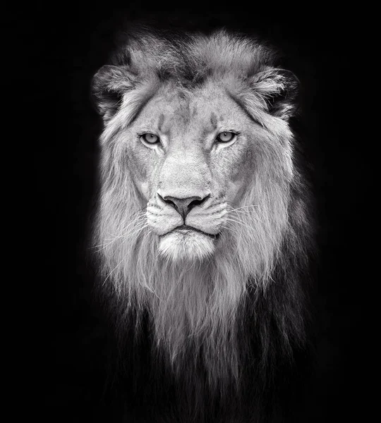 Face Male Lion Black Background — Stock Photo, Image