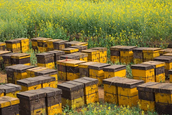 Bee Nesten Een Bloementuin — Stockfoto