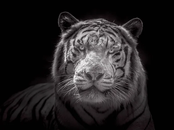 Cara Tigre Blanco Siberiano Sobre Fondo Negro — Foto de Stock