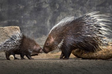 Anne ve bebek kirpi (Hystrix brachyura) doğal ortamda.