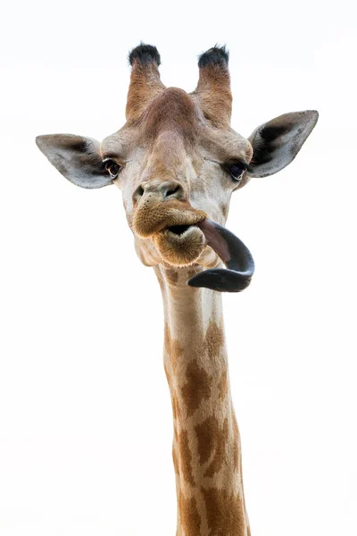 Действие Жирафа Язык Белом Фоне — стоковое фото