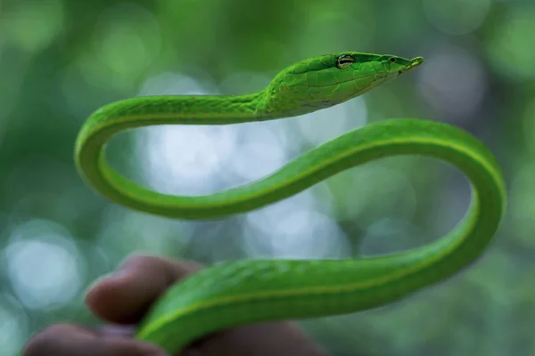 自然な雰囲気の中で蛇東洋 Whipsnake のアクション — ストック写真