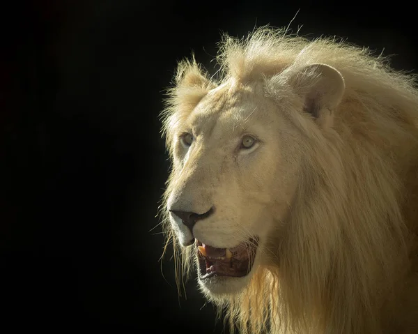 Löwengesichter Ein Männchen Weiß Auf Schwarzem Hintergrund — Stockfoto