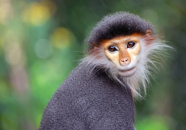 Volto Del Douc Langur Rosso Shanked Nell Atmosfera Naturale — Foto Stock