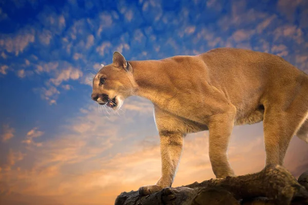 Cougar Puma Sobre Rochas Noite — Fotografia de Stock