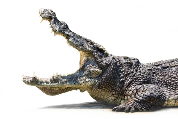 Crocodile Open Mouth — Stock Photo, Image
