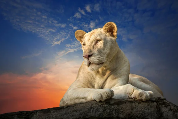 Weiße Löwin Sitzt Abend Auf Einem Felsen — Stockfoto