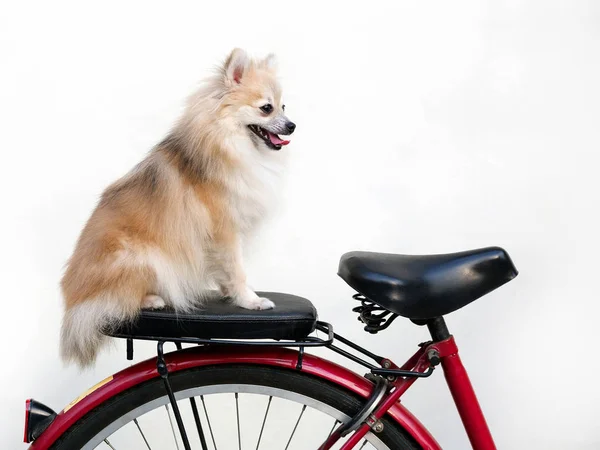 Pomeranian köpek Bisiklete oturan.