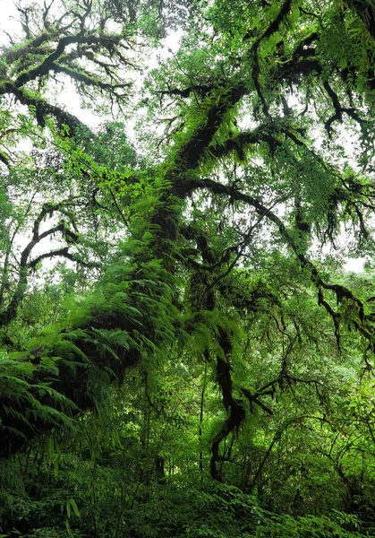 Die Schönheit Der Regenwälder — Stockfoto