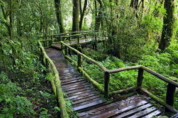 Het Natuurpad Het Regenwoud — Stockfoto
