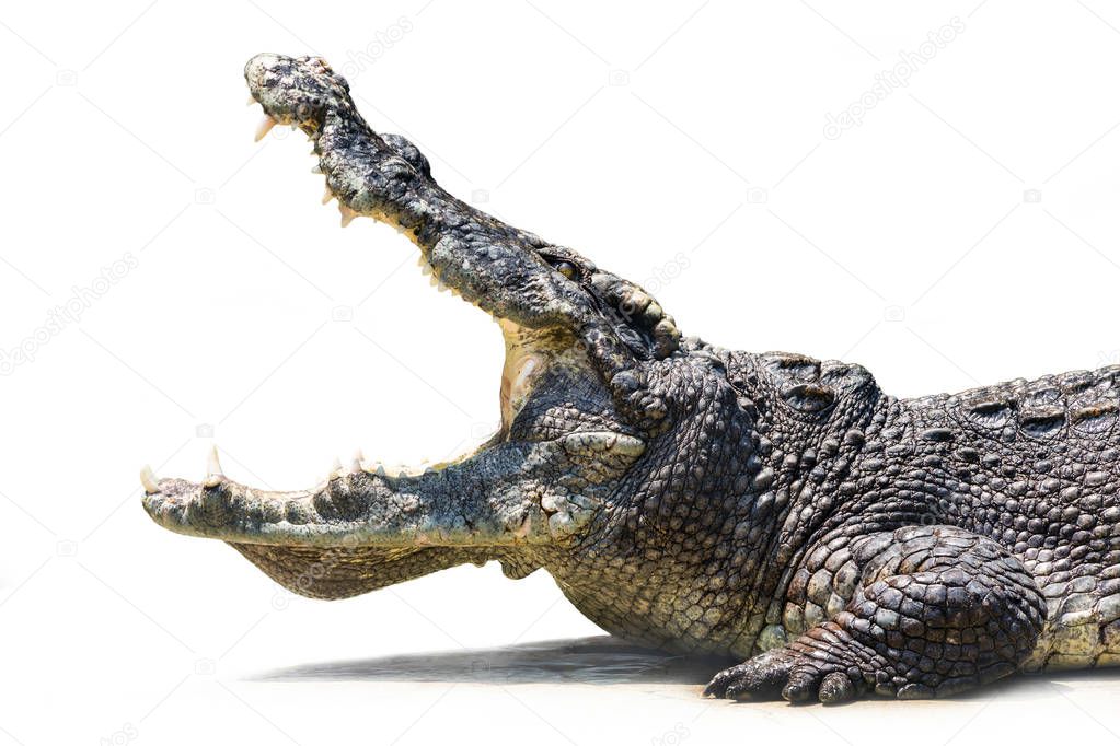 Crocodile is open mouth.