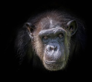 Bir şempanze siyah bir arka plan yüzü.