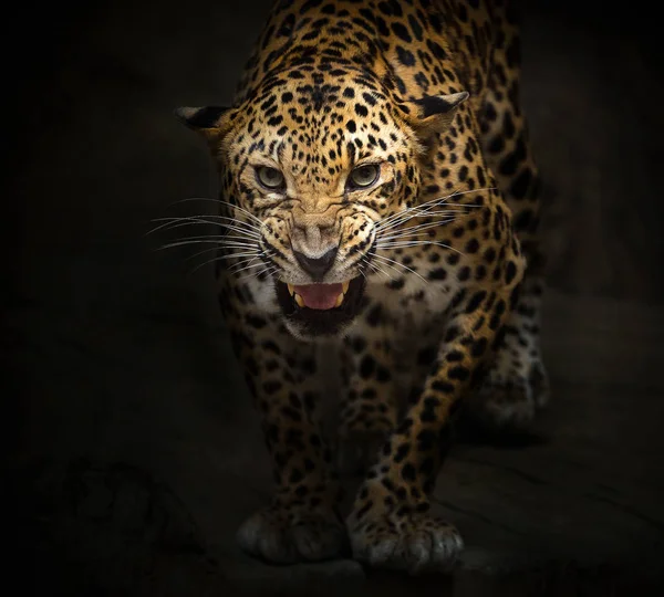 Leopard Řvoucí Černém Pozadí — Stock fotografie