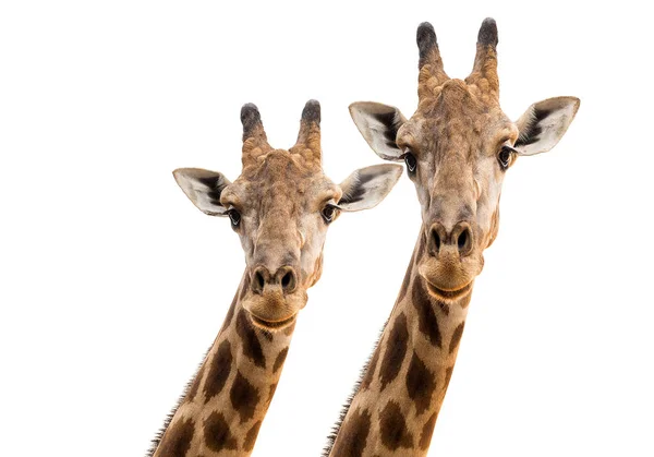 Rostro Parte Superior Una Jirafa Sobre Fondo Blanco — Foto de Stock