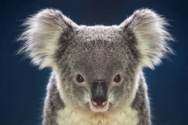 Karanlık Bir Arka Plan Üzerinde Koalas Yüzü — Stok fotoğraf