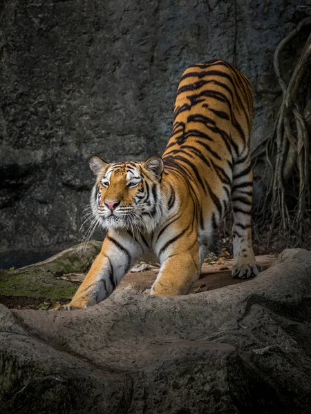 Handlingen Tiger Sträcka Lättjefullt — Stockfoto