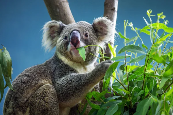 Koala okaliptüs yaprakları yiyor.