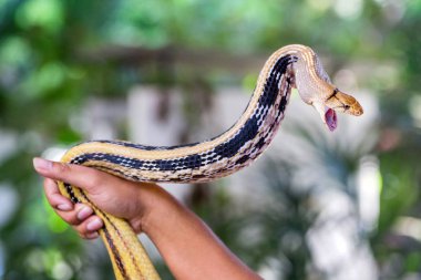  Ratsnakes, Copperheas sıçan Sanake, yayılan ve şiddetli eylem korkutucu.