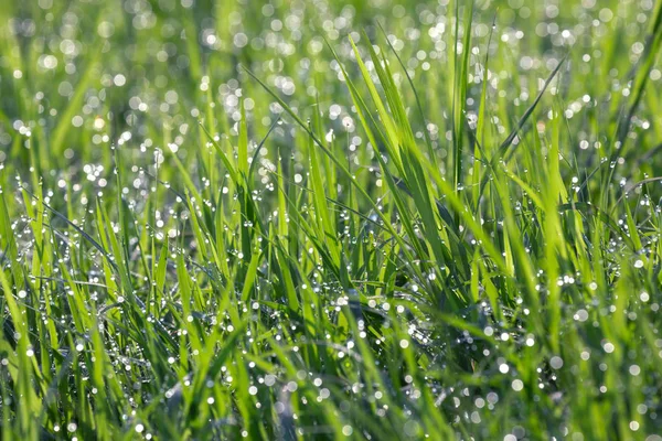 Wassertropfen Der Spitze Des Grünen Grases — Stockfoto