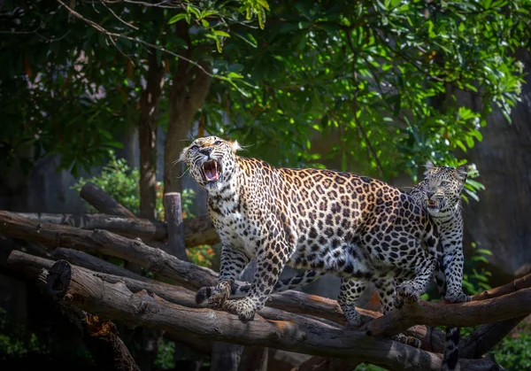Leopar kükreme doğal ortamda eylemleri.