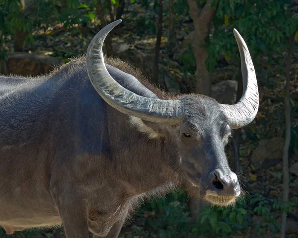 Buffalo horn Beautiful water buffalo male.