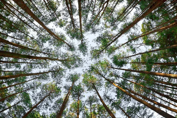 Wunderschöner Kiefernwald Bei Doi Inthanon Chiang Mai Thailand — Stockfoto