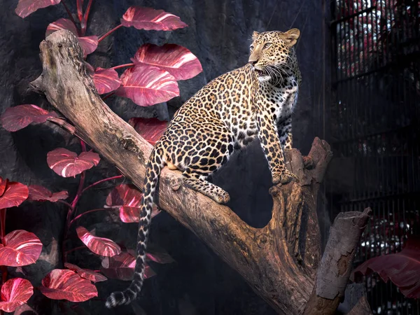 Мужской Леопард Ветке Дерева Естественной Среде Зоопарка — стоковое фото