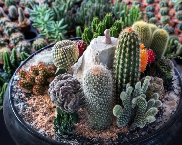 Décorer Les Plantes Désert Pots — Photo