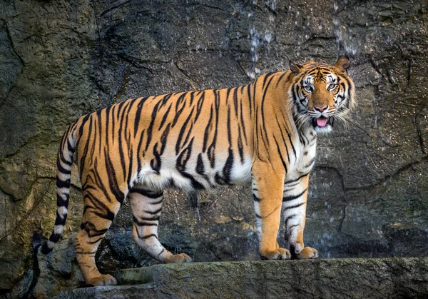 Sumatra Tiger Står Graciöst Den Naturliga Atmosfären Djurparken — Stockfoto