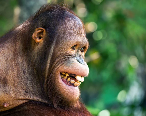 Rosto Orangotango Está Sorrindo Feliz — Fotografia de Stock