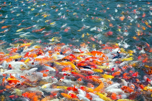 Ikan Mas Warna Warni Kolam Air — Stok Foto