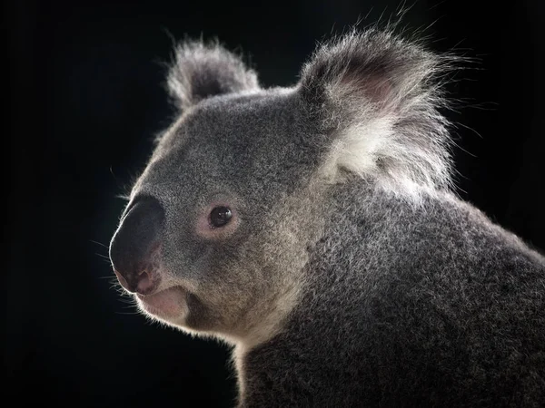 Sidan Vänd Koala Svart Bakgrund — Stockfoto