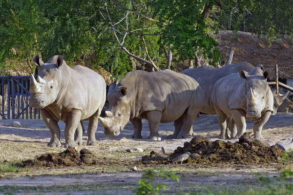 白色犀牛在动物园的自然大气中 — 图库照片