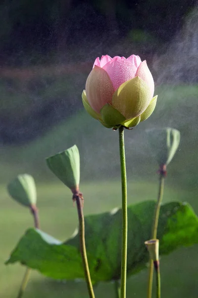 Квіти Лотоса Красивій Природній Обстановці — стокове фото