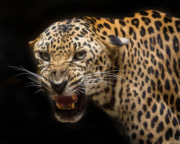 Siyah bir arka plan üzerinde leopar kükreyen.