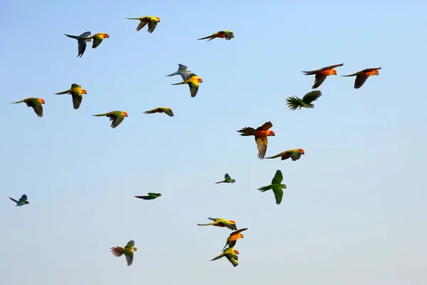 Fargerike Små Papegøyer Som Flyr Himmelen – stockfoto
