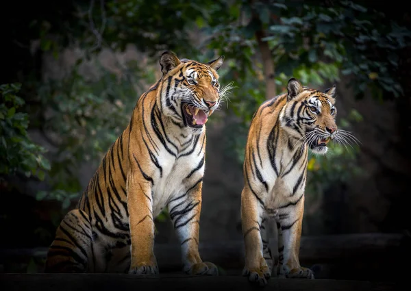 Two tigers relax in the natural environment of the zoo.