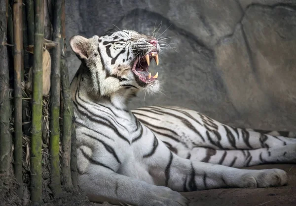 Sibirisk Vit Tiger Rytande Koppla Naturliga Omgivningar Djurparken — Stockfoto