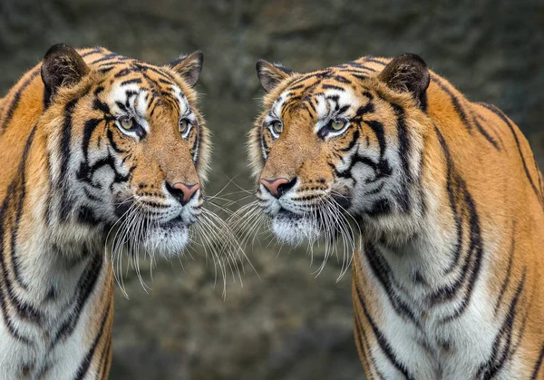Two tigers relax in the natural environment of the zoo.